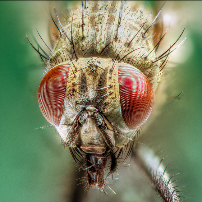 Flesh Fly - family Sarcophagidae (?)